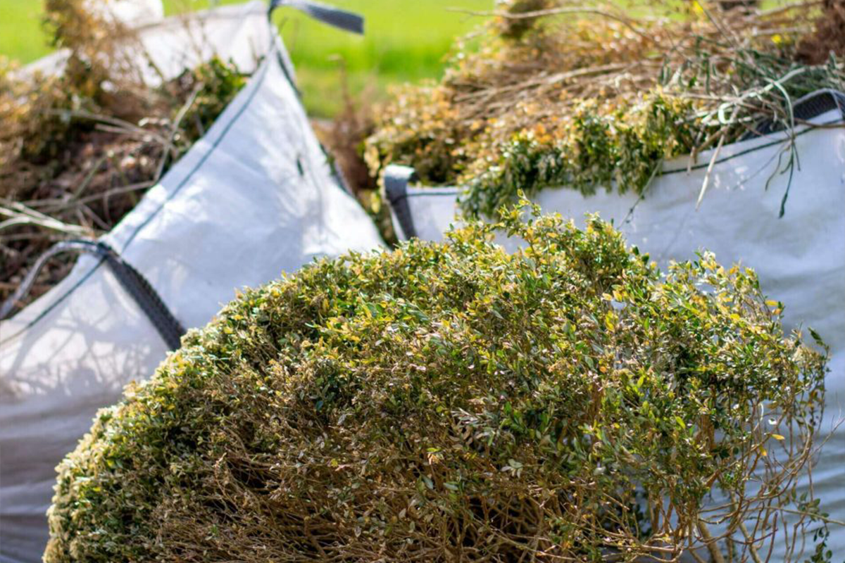 Florida Yard Debris