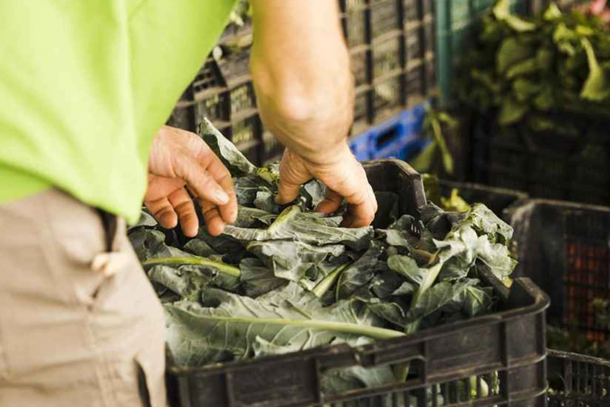 Common Mistakes to Avoid During Your Green Waste Recycling Process